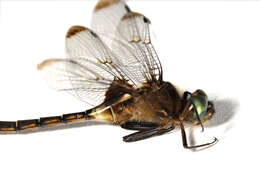 Image of Prince Baskettail