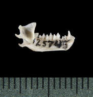 Image of Diminutive Serotine