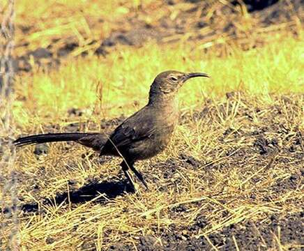 Image of California Thrasher