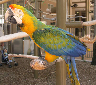 Image of macaws