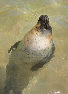 Image of Mediterranean Monk Seal