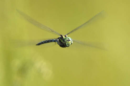 Image of Canada Darner