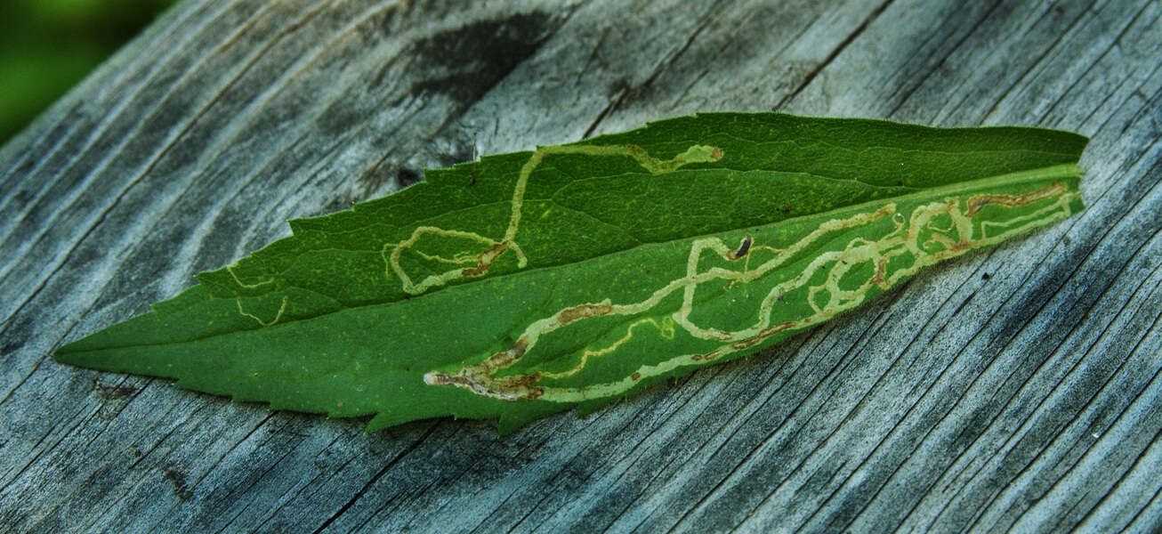 Image of root-maggot flies