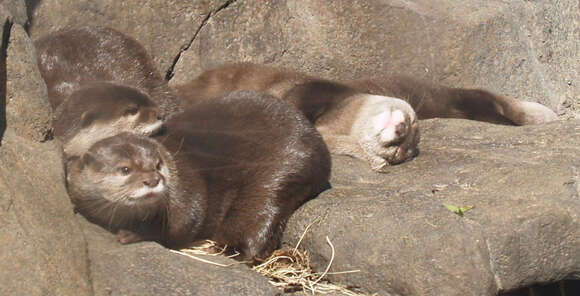 Image of Asian short-clawed otter