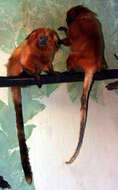 Image of Lion tamarin