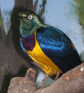 Image of Golden-breasted Starling