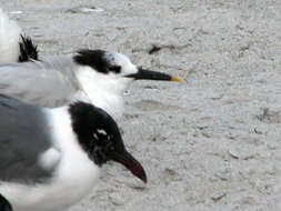 Image of laughing gull