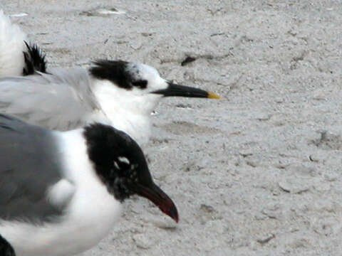 Слика од <i>Larus atricilla</i> Linnaeus 1758