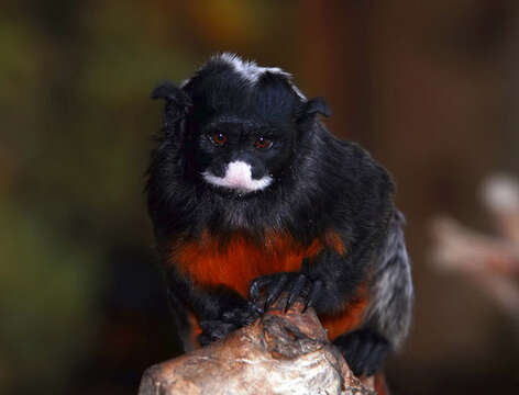 Image of Red-bellied Tamarin