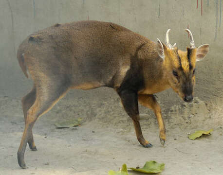 Image of Reeves' Muntjac