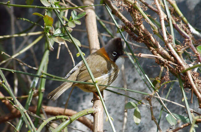 Yuhina flavicollis Hodgson 1836 resmi