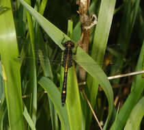 Image of Dot-tailed Whiteface