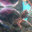 Image of Japanese spider crabs