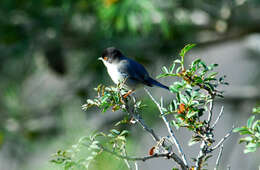 Image of Sylvia melanocephala