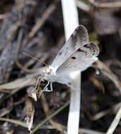 Image of Bluish Spring Moth