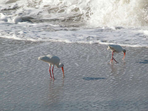 Image of American White Ibis