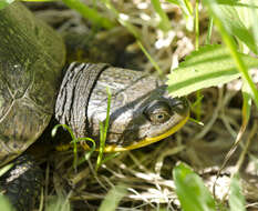 Image of Blanding's Turtle