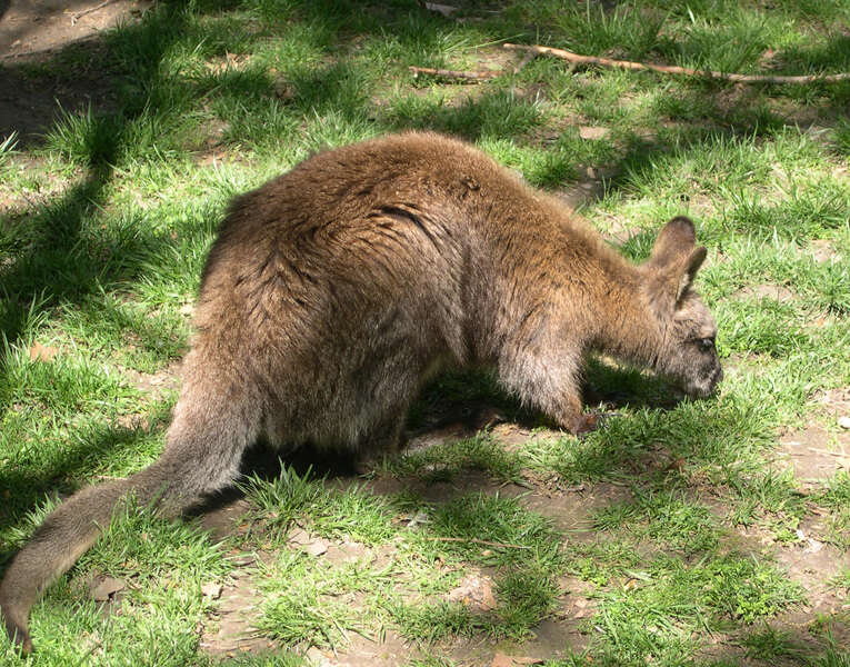 Imagem de Macropus rufogriseus (Desmarest 1817)