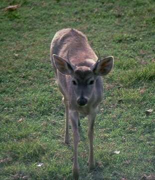 Image of White-tailed deer