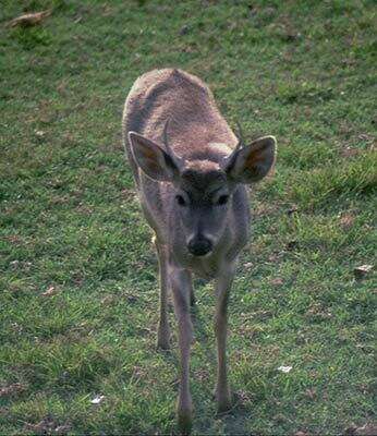 Image de Cerf de Virginie