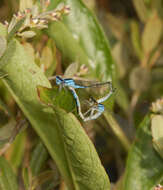 Image of Azure Bluet