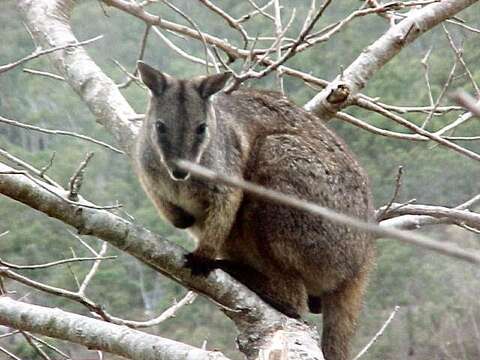 Imagem de Petrogale inornata Gould 1842