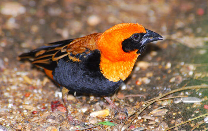 Image of Black-winged Bishop