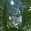Image of Coarse-haired Wombat