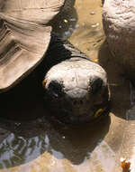 Image of Aldabrachelys