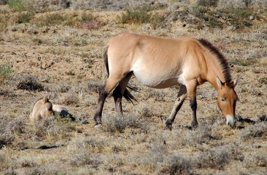 Sivun Equus subgen. Equus Linnaeus 1758 kuva