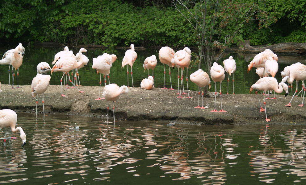 Image of Chilean Flamingo