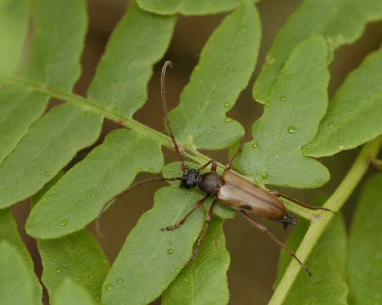 Image de Lepturopsis