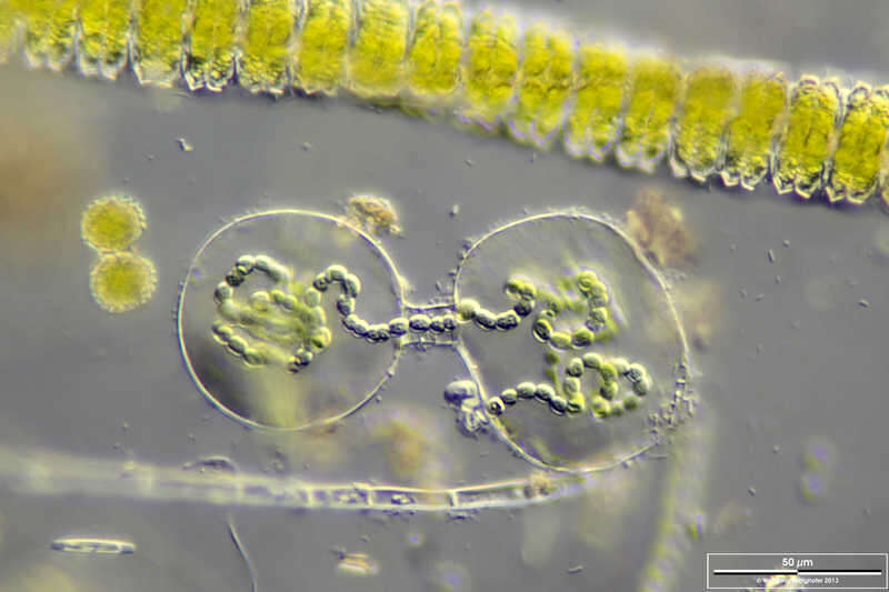 Image of Nostoc sphaericum