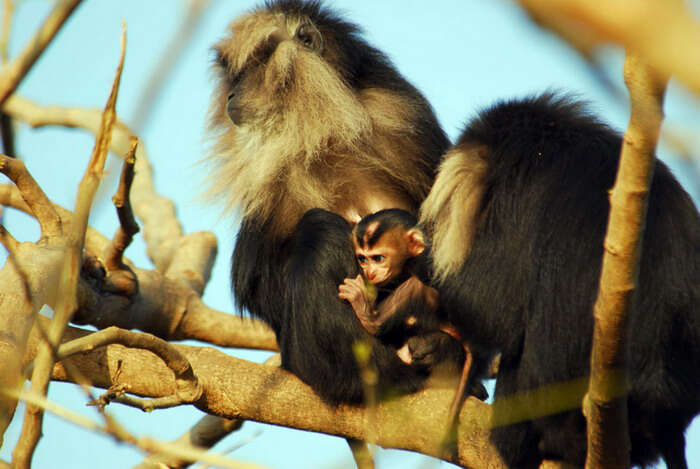 Imagem de Macaca silenus (Linnaeus 1758)