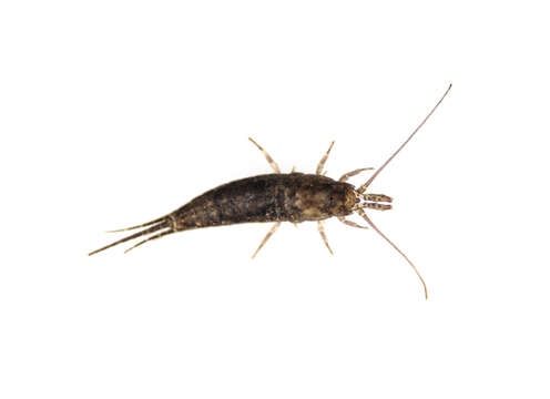 Image of jumping bristletails