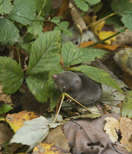 Image of American short-tailed shrew