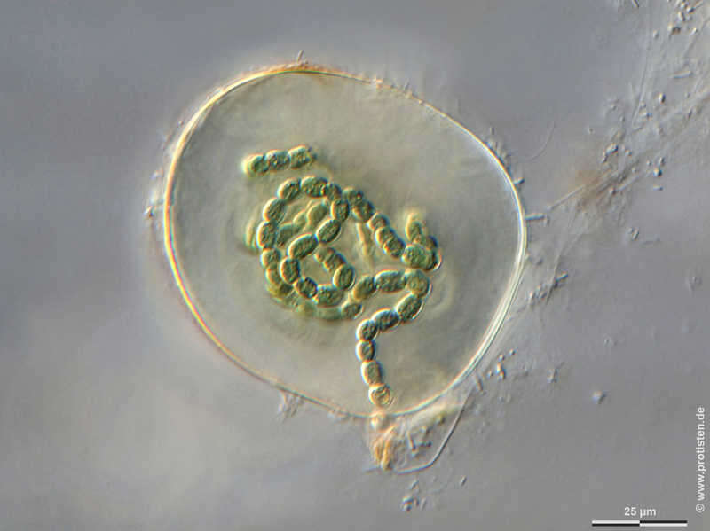 Image of Nostoc sphaericum