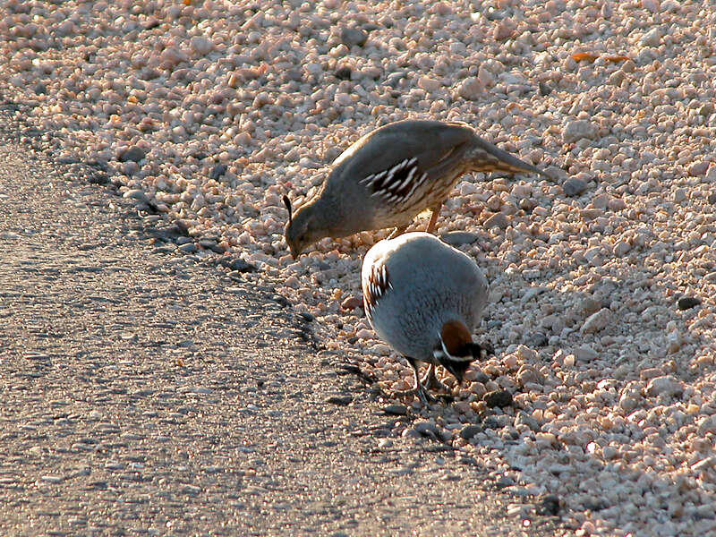 Image of Gambel's Quail