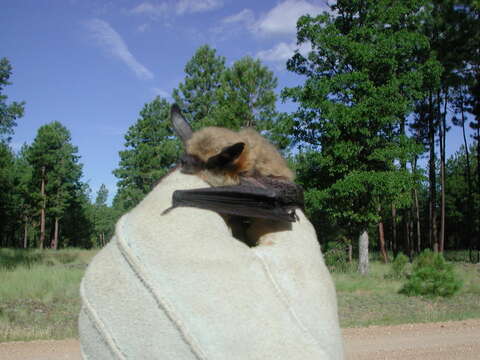 Image of Long-eared Myotis