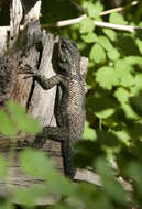 Afbeelding van Sceloporus clarkii Baird & Girard 1852