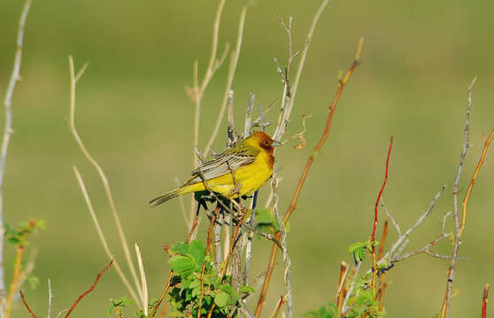 Image of Brown-headed Bunting