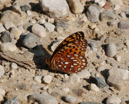 Image of Aphrodite Fritillary