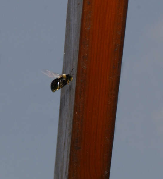 Image of Eastern Carpenter Bee