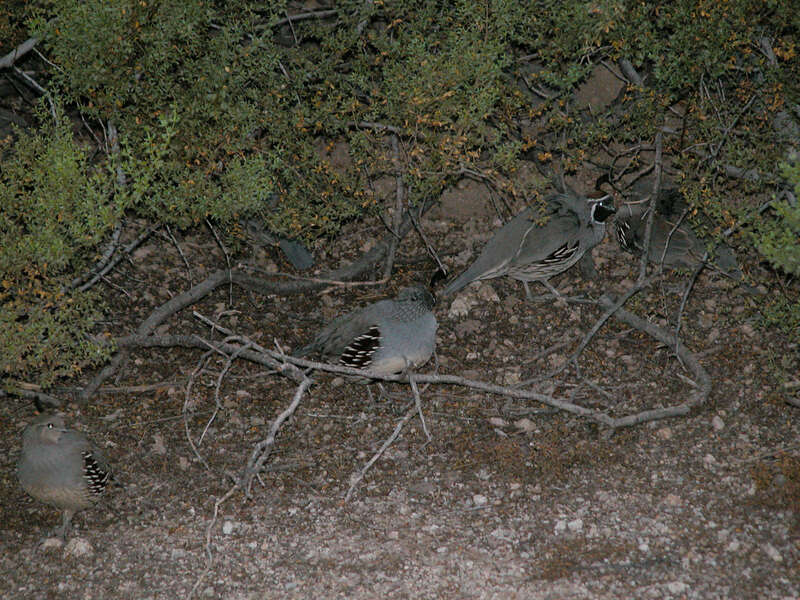 Image of Gambel's Quail