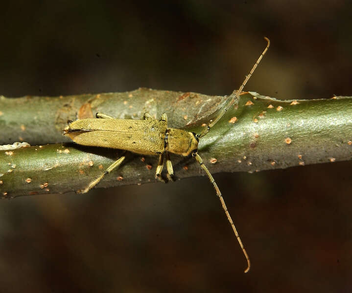 Image of Linden Borer