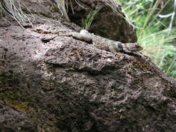 Image of Crevice Spiny Lizard