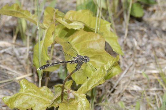 Image of Progomphus Selys 1854