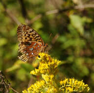 Image de Argynne cybèle