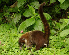 Image of Coati