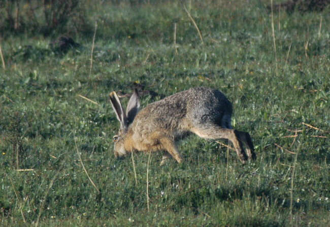 Plancia ëd Lepus oiostolus Hodgson 1840